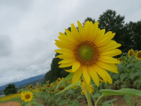 8／18 ひまわり開花状況 - 花日記｜北海道立サンピラーパーク